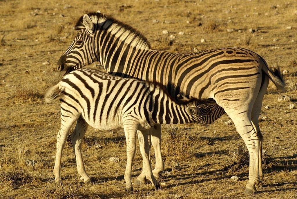 Zebra met veulen op de savanne tijdens groepsrondreis Zuidelijk Afrika Hoogtepunten.
