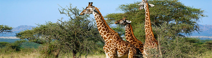 Giraffen in de savanne tijdens een wildlife reis, tussen acaciabomen onder een blauwe lucht.