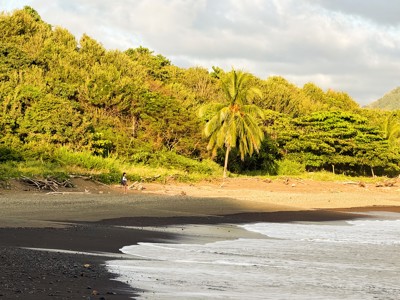 Zwart zandstrand met palmbomen en regenwoud aan de kust van Costa Rica, onderdeel van de route Costa Rica.