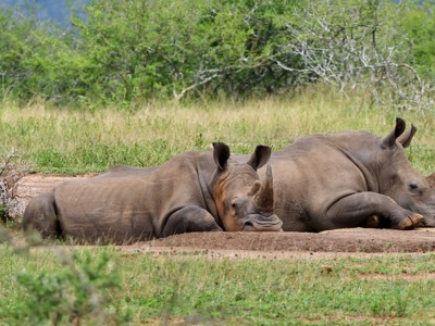 Twee neushoorns rusten in het gras tijdens een safari in Zuid-Afrika.