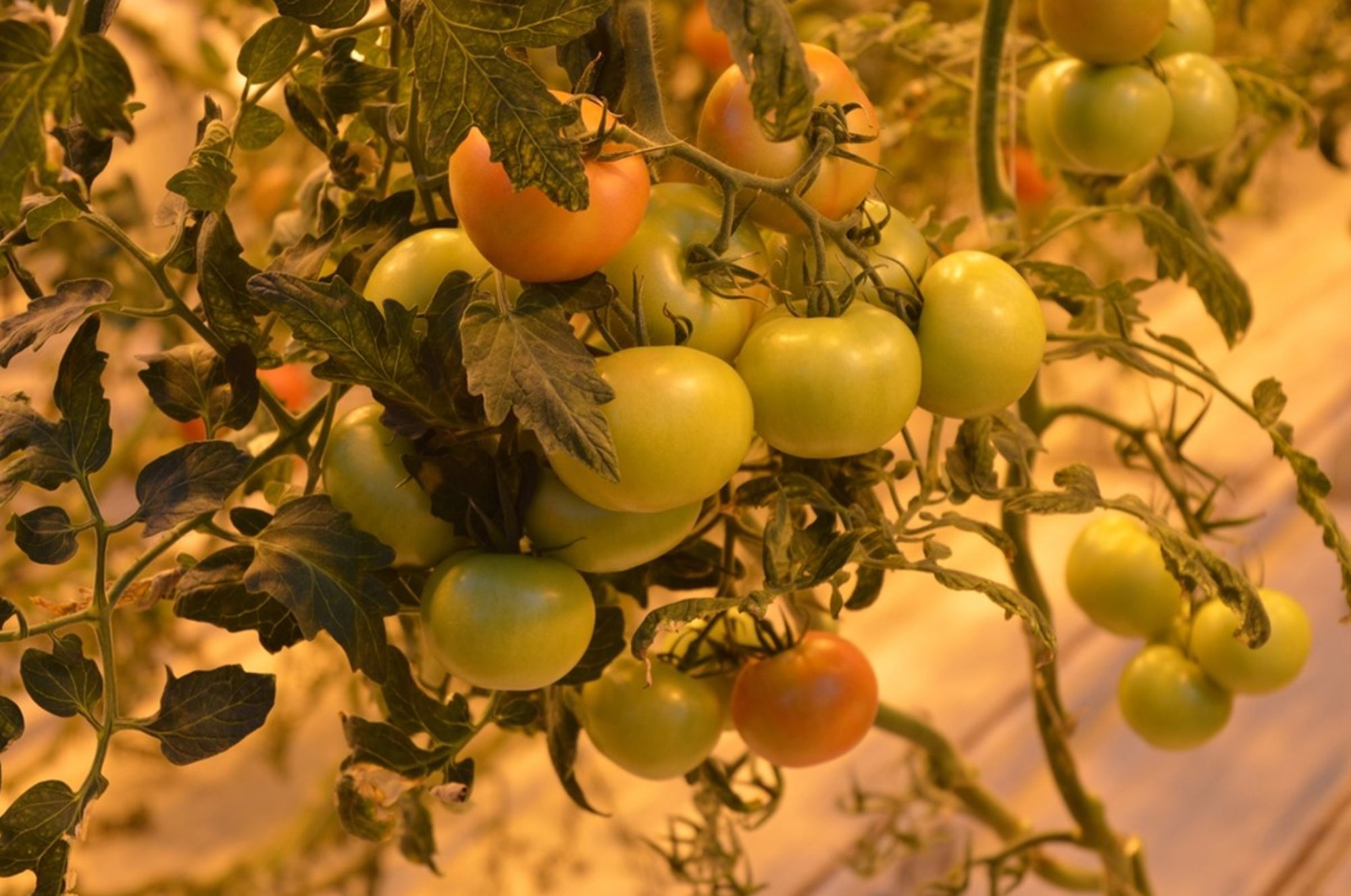 Trossen groene en rijpende tomaten aan een tomatenplant in een kas.