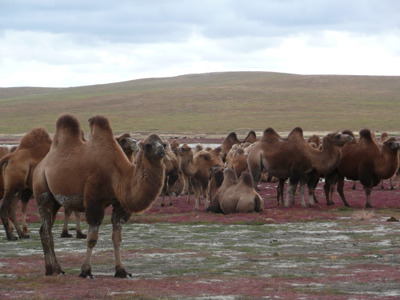 Kudde Bactrische kamelen op de Mongoolse steppe tijdens Route 2 Mongolië 23-dagen, dag 15.