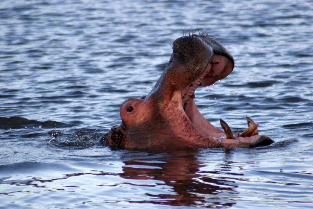 Nijlpaard gaapt in het water tijdens groepsrondreis Kenia, Tanzania en Zanzibar.