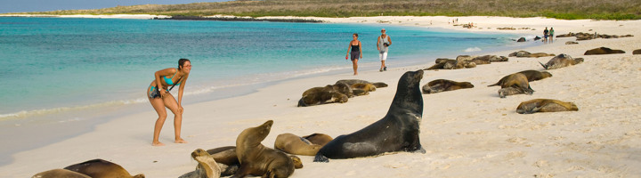 Toeristen op het strand van de Galapagos tussen zeeleeuwen aan de kust.