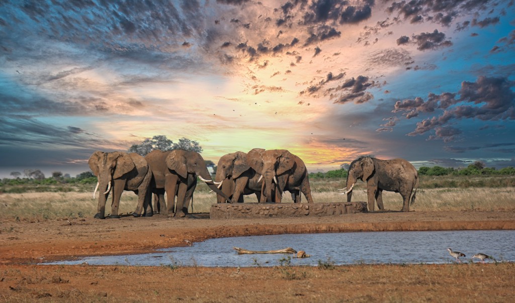 Olifanten bij een drinkplaats in Kenia tijdens zonsondergang.