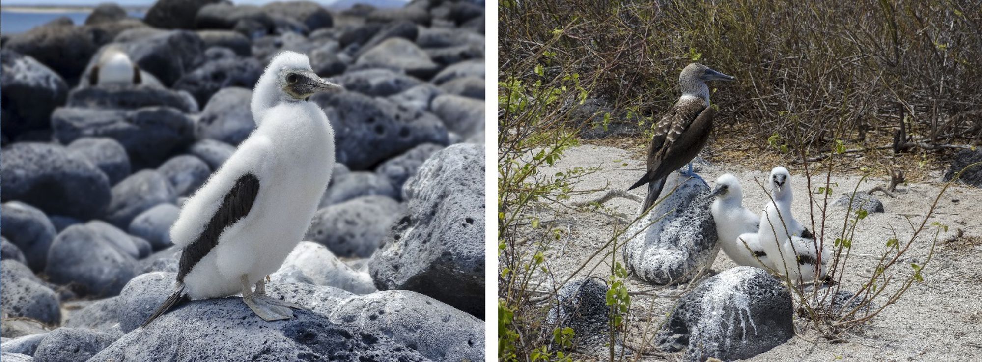 Blauwpootgent met kuikens op rotsen en zand, op de Galapagoseilanden.