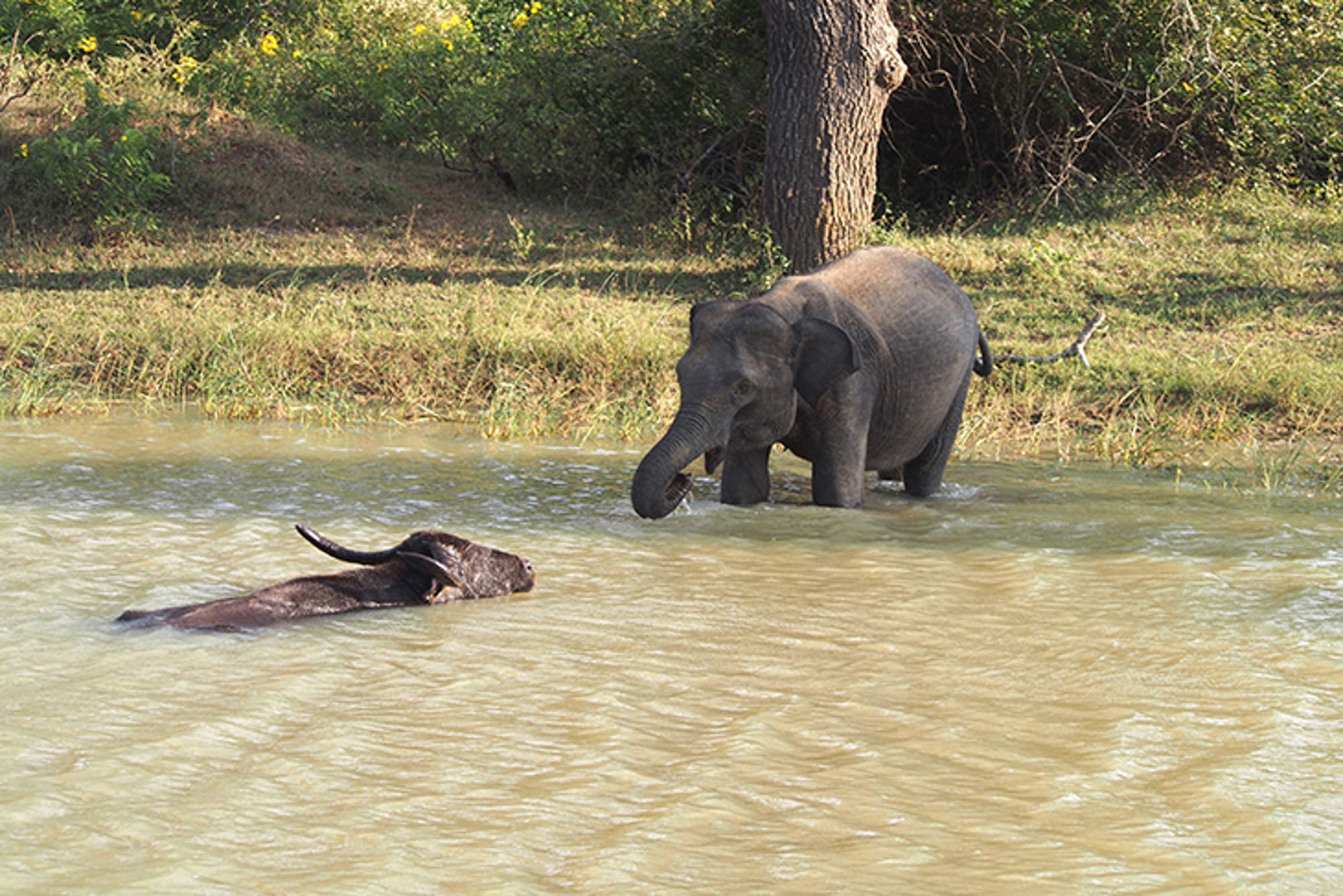 Olifant steekt een rivier over terwijl een waterbuffel zwemt in de voorgrond.