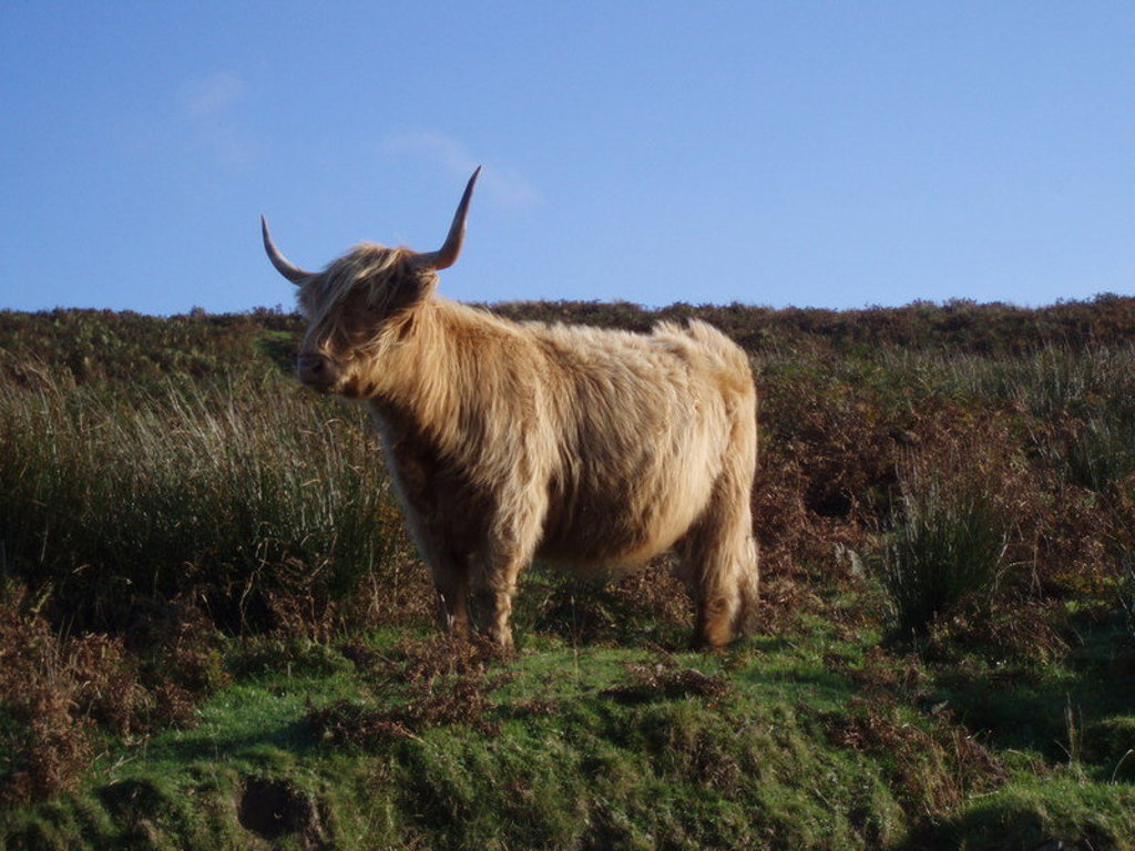 Schotse hooglander in de Hooglanden van Schotland tijdens een groepsrondreis.