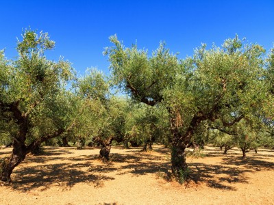 Olijfgaard met oude olijfbomen onder een strakblauwe lucht in Griekenland.