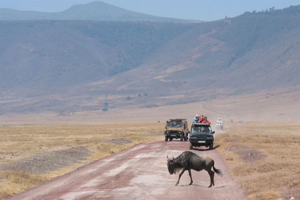 Gnoe steekt weg over in safarireservaat tijdens groepsrondreis Kenia en Tanzania.
