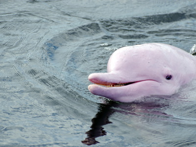 Roze dolfijn zwemt aan het wateroppervlak tijdens de Route Zuid-Thailand.