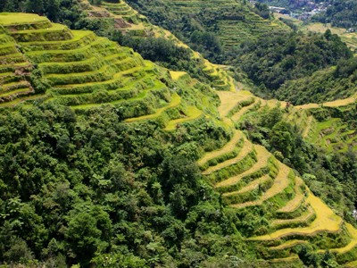 Groene rijstterrassen in de bergen van Banaue op Luzon, Filipijnen.