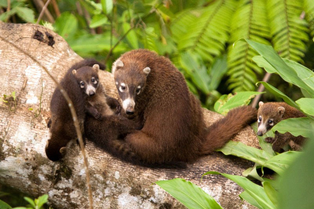 Neusberen met jongen in het regenwoud van Costa Rica tijdens een familiereis.