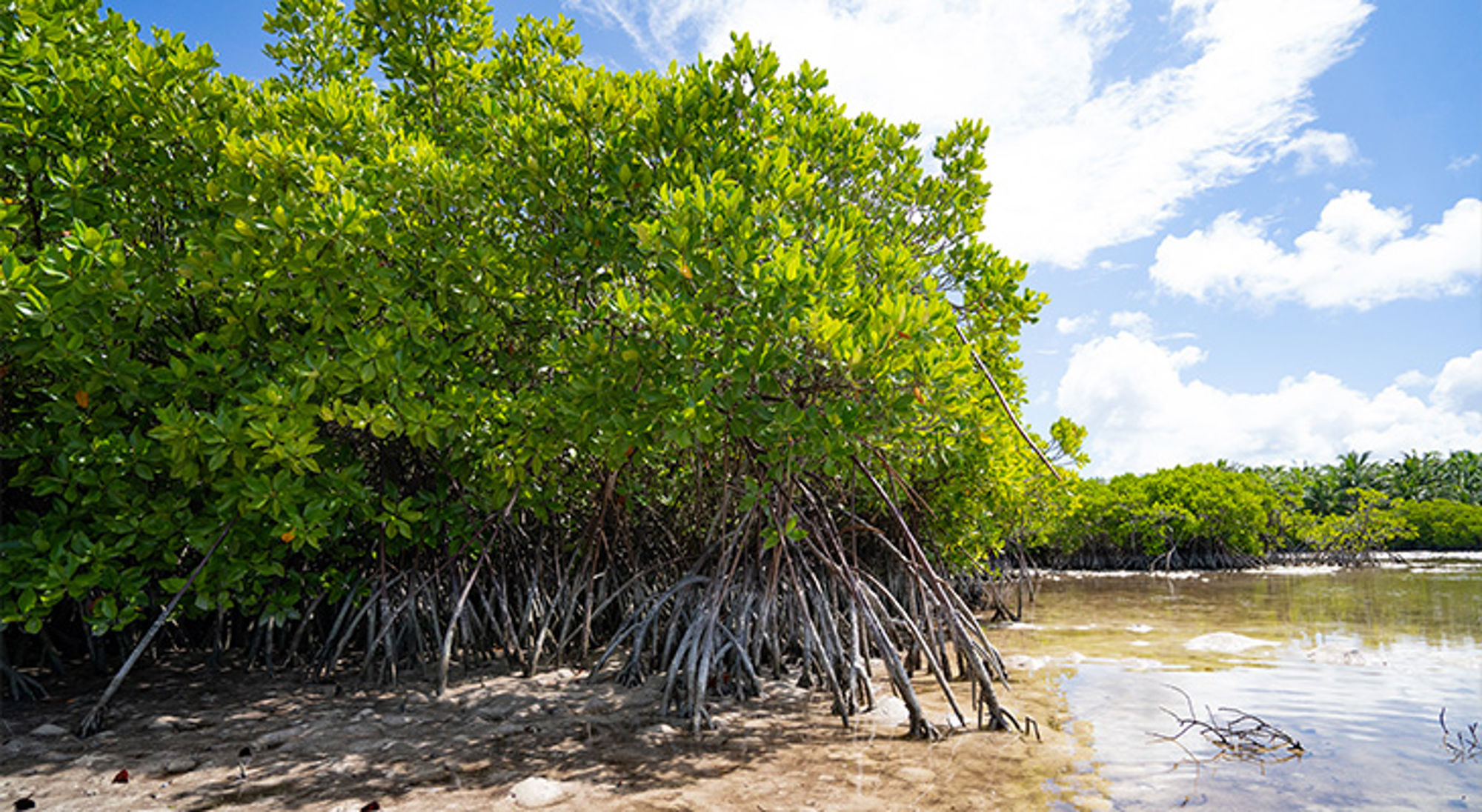 Malediven Mangrovebos met wortels in ondiep kustwater onder een blauwe lucht met wolken.