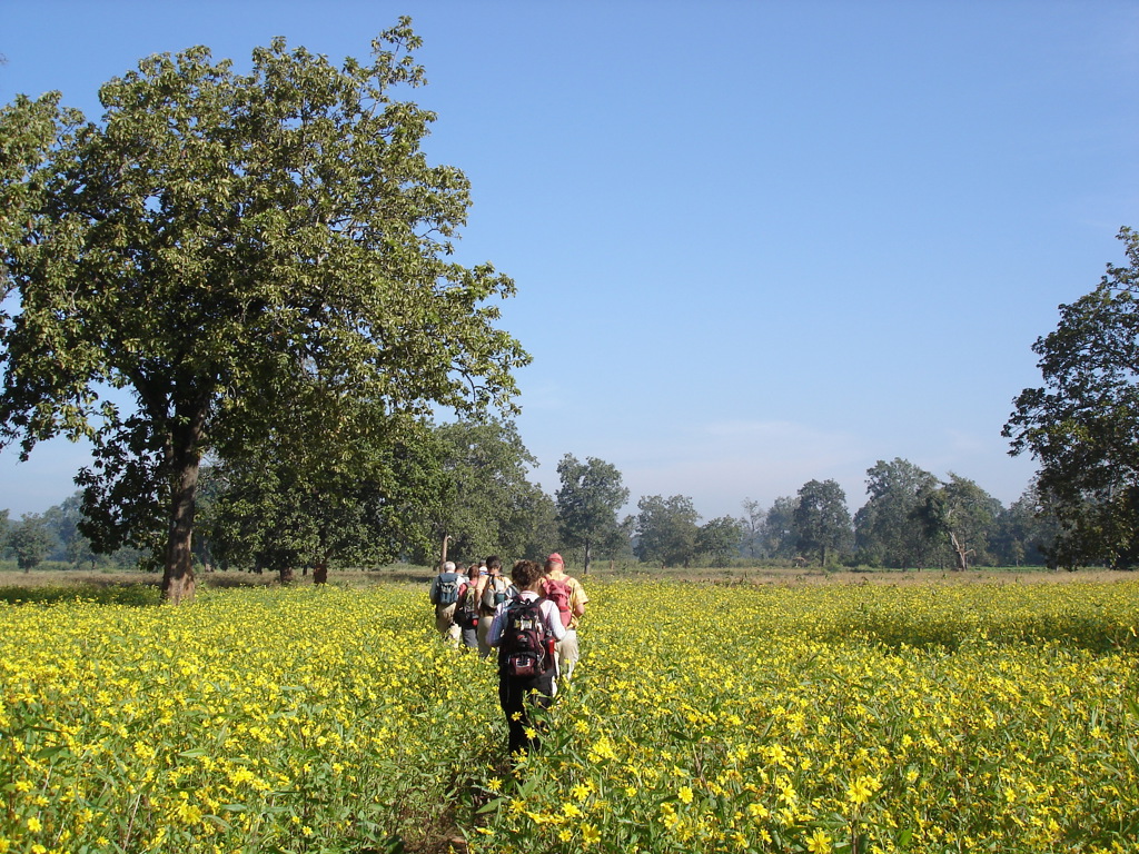 Groepsrondreis India Orissa: wandelaars met rugzakken door een veld gele bloemen onder een heldere blauwe lucht.