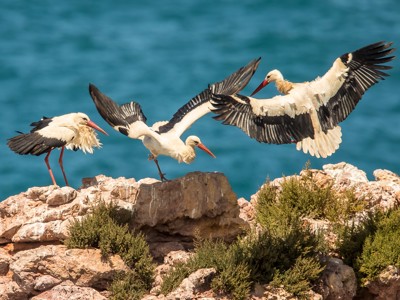 Witte ooievaars op rotsen aan de kust van Alentejo en Algarve tijdens de wandelroute.