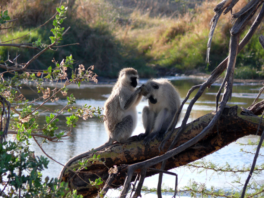 Twee groene meerkatten op een boomtak bij het water tijdens een groepsrondreis Kenia, Tanzania en Zanzibar.