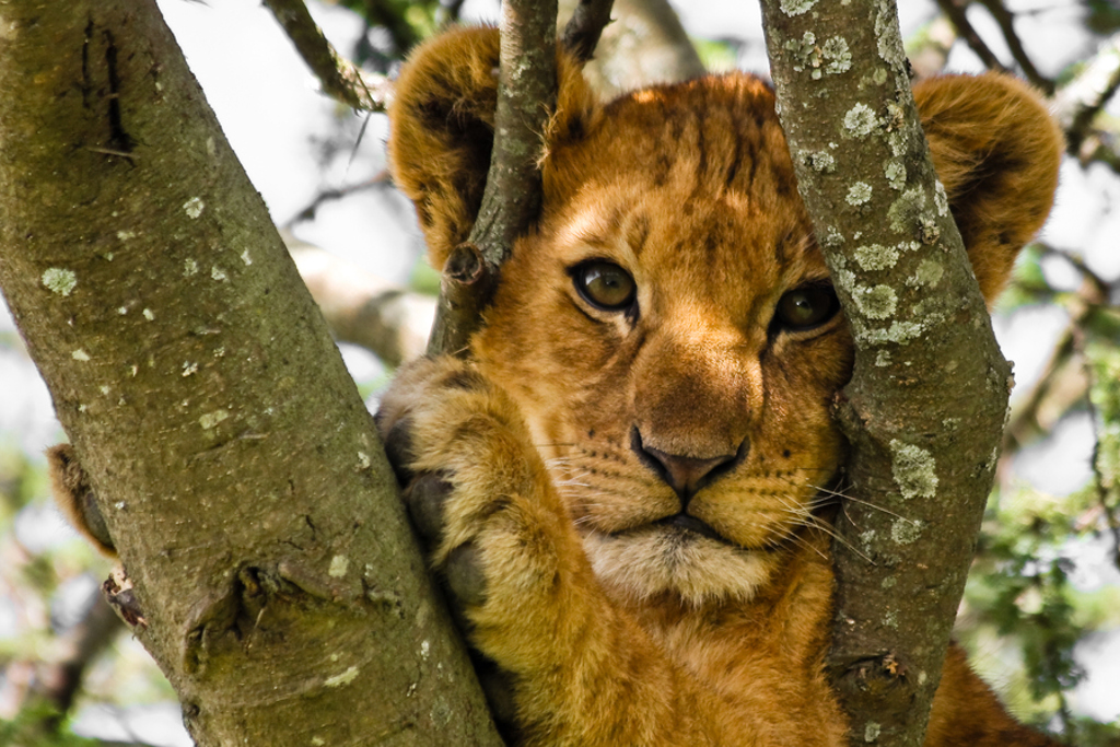 Leeuwenwelp tussen boomtakken tijdens familiereis Kenia en Tanzania.