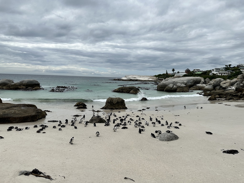 5. Kaapse Schiereiland, Boulders Beach (1) (1)
