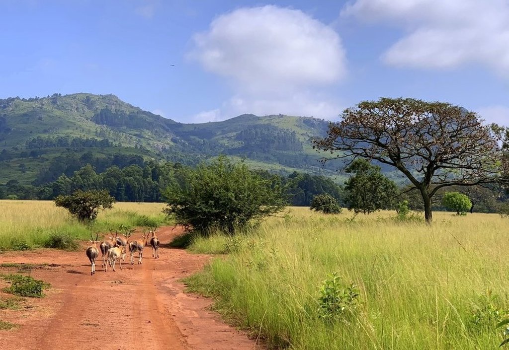 Acaciaboom in de savanne tijdens familiereis door Zuid-Afrika en eSwatini.