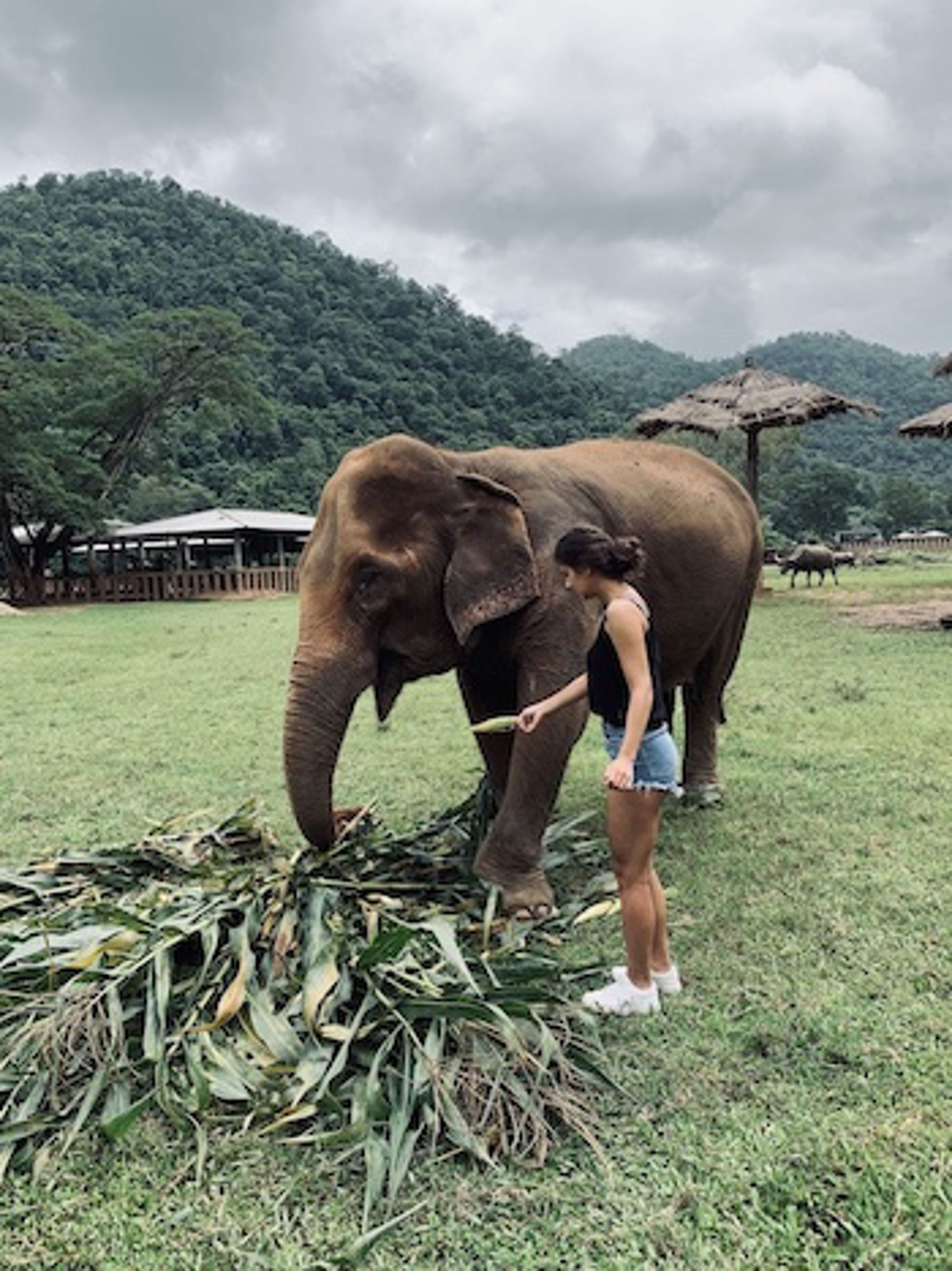 Vrouw voert een olifant met bladeren in een opvangcentrum, met groene bergen op de achtergrond.