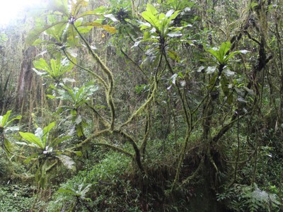 Weelderig regenwoud op Madagascar met met mos begroeide bomen en varens langs de route.