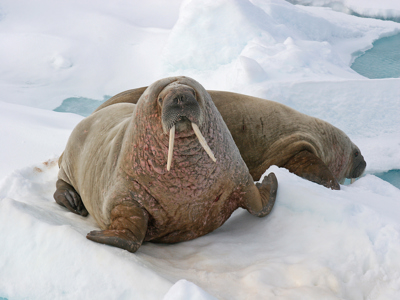 Walrussen rusten op het zee-ijs bij Spitsbergen tijdens de zeilreis met de Antigua.