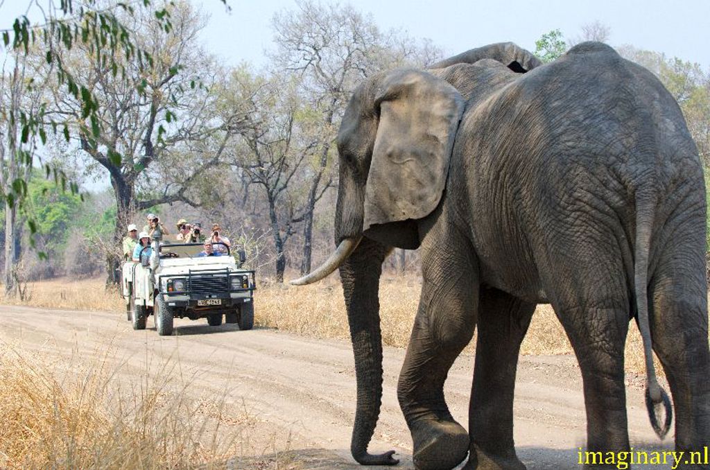 Olifant steekt de weg over tijdens safari met jeeps in Zambia, Malawi en Tanzania.