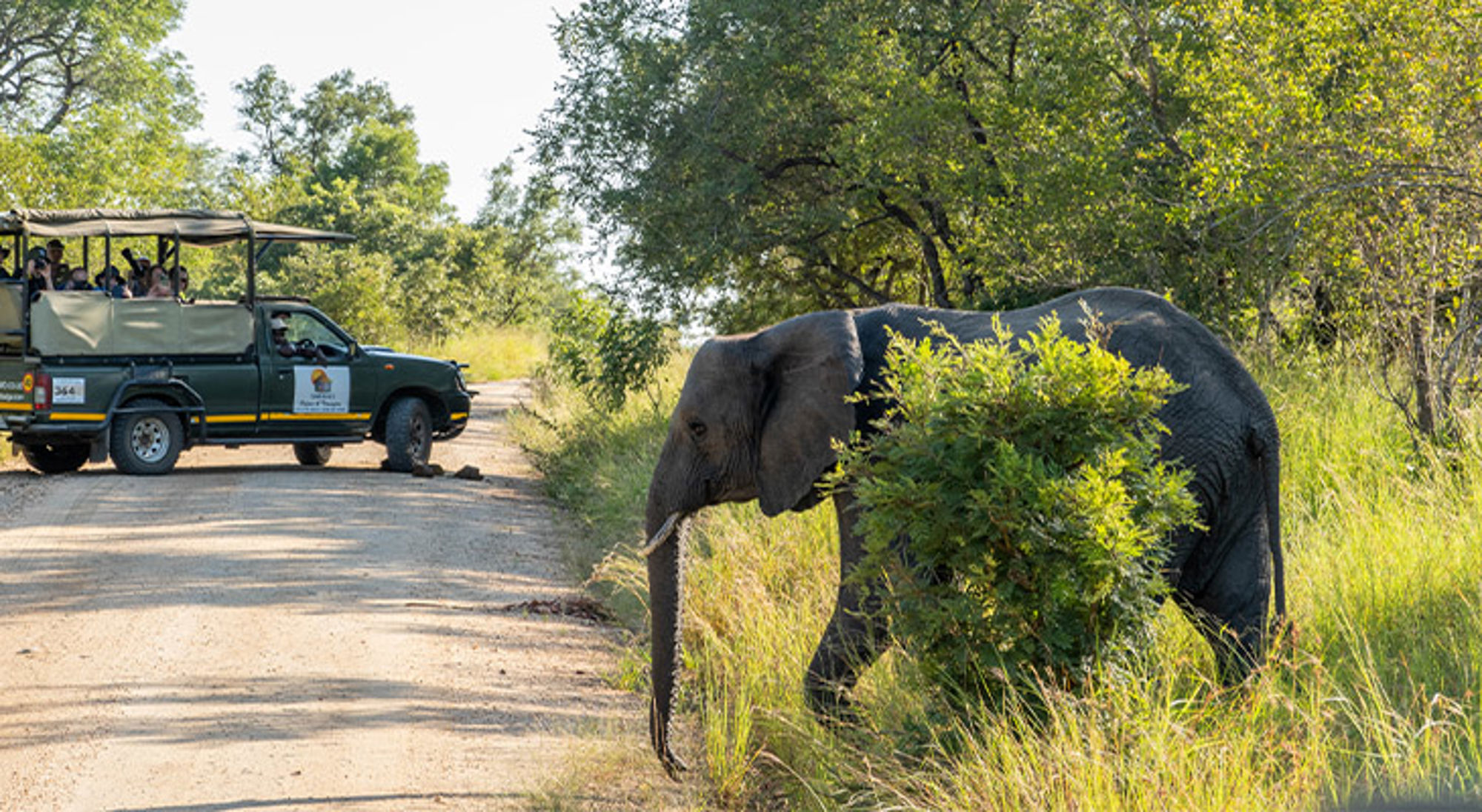 Olifant Zuid-Afrika Olifant langs de weg tijdens safari, met safarivoertuig en toeristen op de achtergrond.