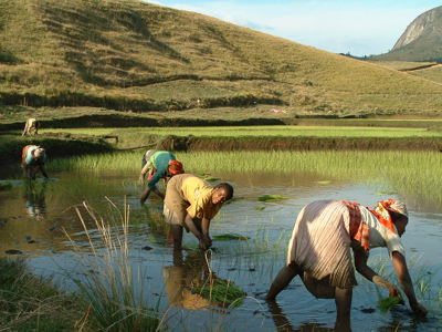 Rijstplanting in een nat rijstveld op Madagascar, met heuvels op de achtergrond.