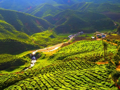 Groene theeplantages in de Cameron Highlands, Maleisië, met glooiende heuvels en een klein dorpje.