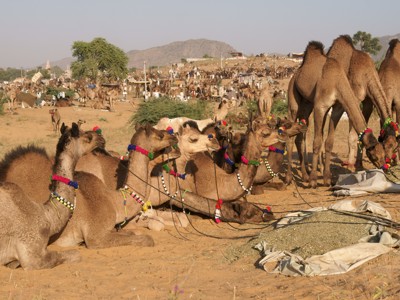 Versierde kamelen op de Pushkar-kamelenmarkt in Rajasthan tijdens de festivalreis Noord-India en Nepal.