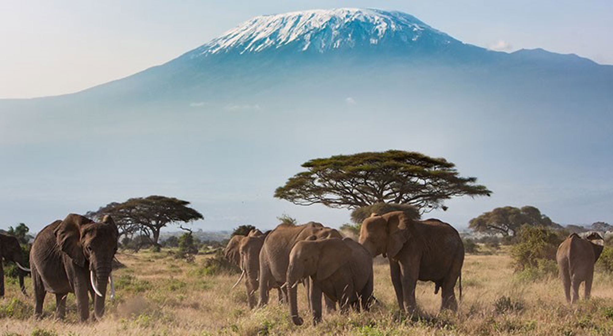 amboseli-nationaal-park Olifantenkudde op de savanne met de besneeuwde Kilimanjaro op de achtergrond.