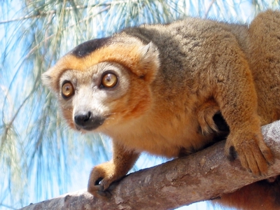 Bruine lemur op een tak in Madagaskar.