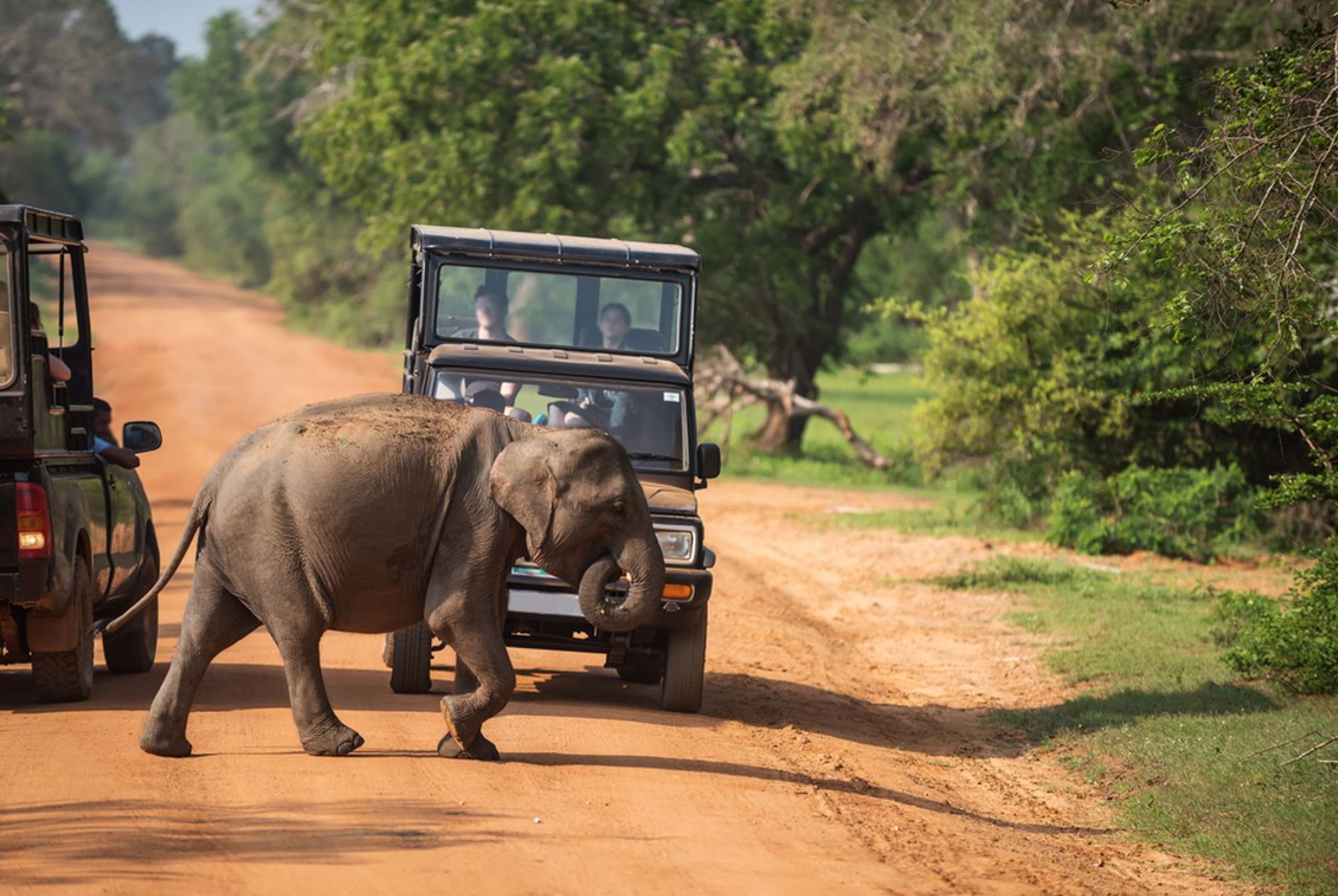 Olifant steekt weg over in Sri Lanka, met safarijeeps op de achtergrond.