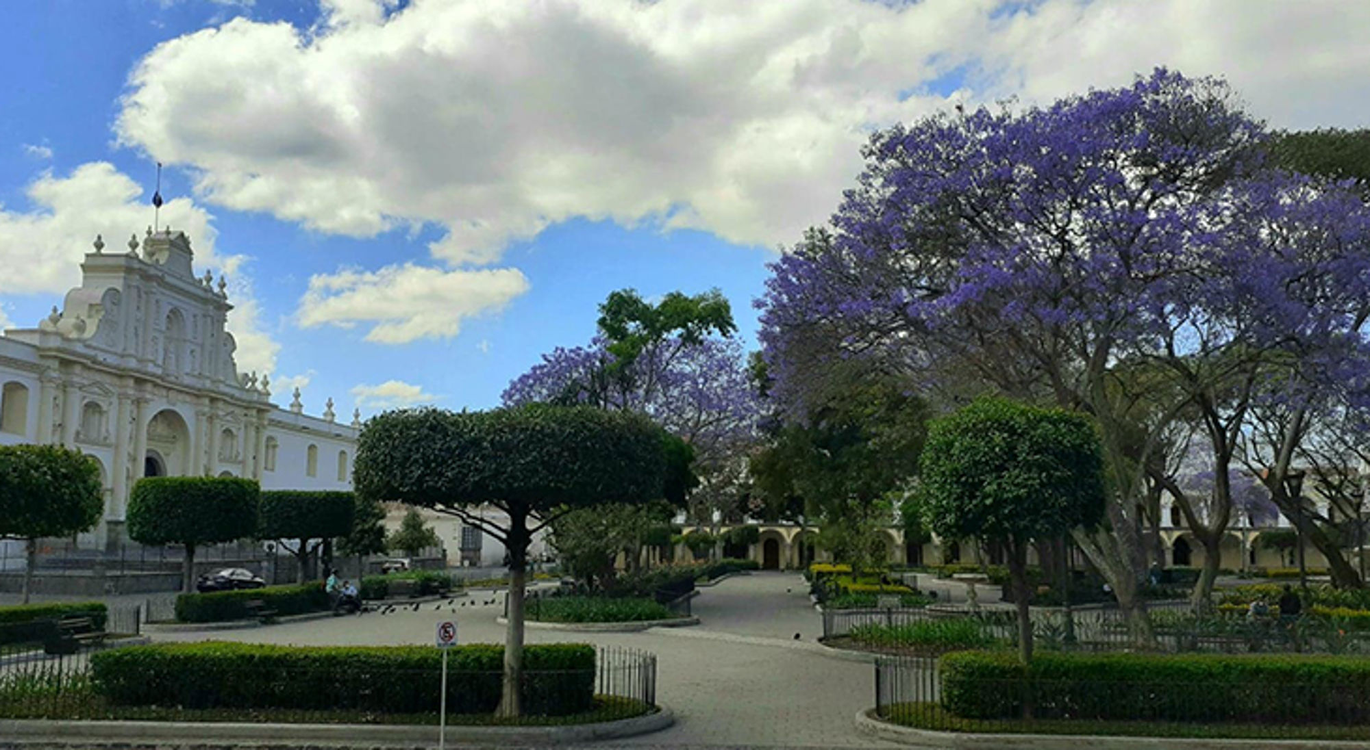 Wit koloniale kerkgebouw aan een plein met bloeiende paarse jacarandabomen onder een blauwe lucht.
