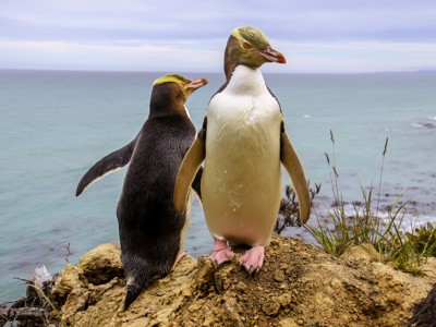 Geeloogpinguïns op een rots aan de kust van Nieuw-Zeeland tijdens de Route Nieuw-Zeeland.