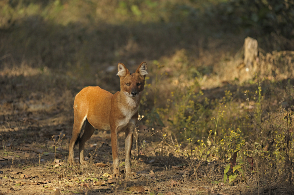 Dhole (Aziatische wilde hond) in een nationaal park in India tijdens een tijgerreis.
