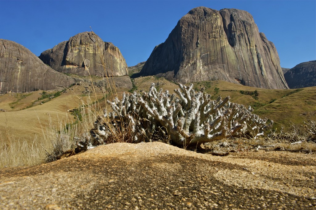 Rotslandschap met granieten bergen en vetplant in de voorgrond tijdens een familiereis door Madagascar.