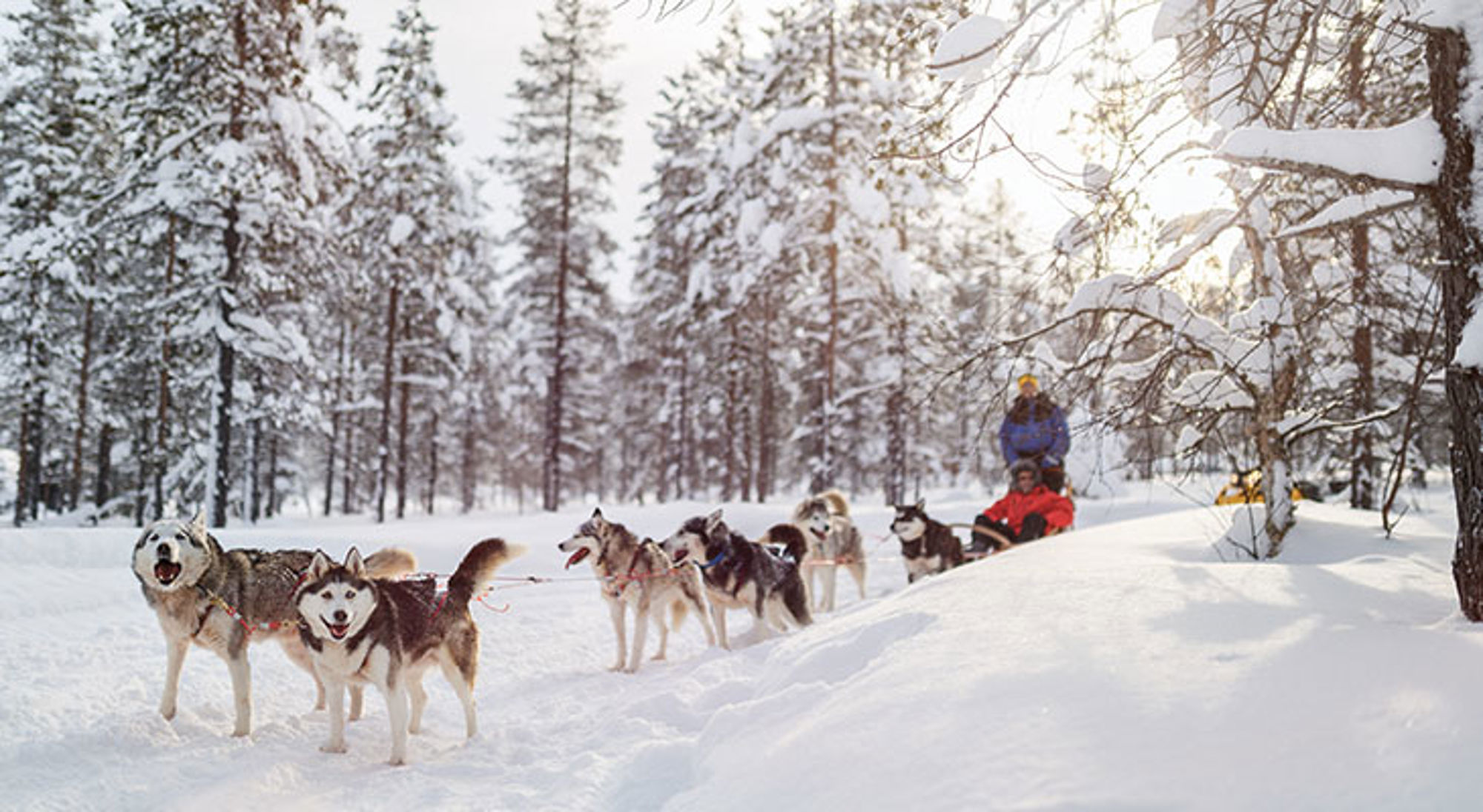 Hondenslee met husky’s in een besneeuwd bos tijdens een wintertocht.