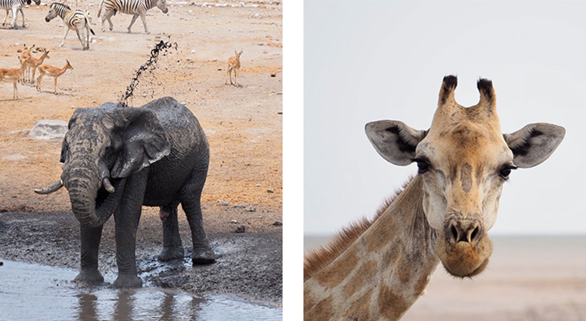 Olifant bij een waterpoel met zebra’s en antilopen op de achtergrond, naast een close-up van een giraf.