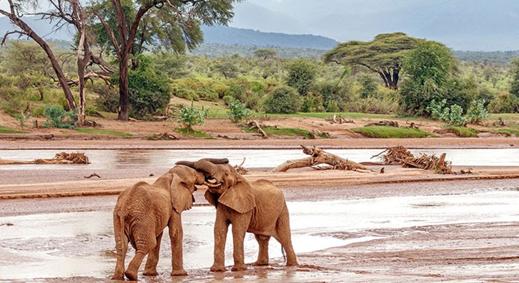 samburu-nationaal-park Twee olifanten spelen aan de oever van een rivier met savannelandschap op de achtergrond.