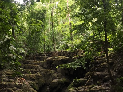 Groene jungle in Mexico met rotsen en een kabbelende beek.