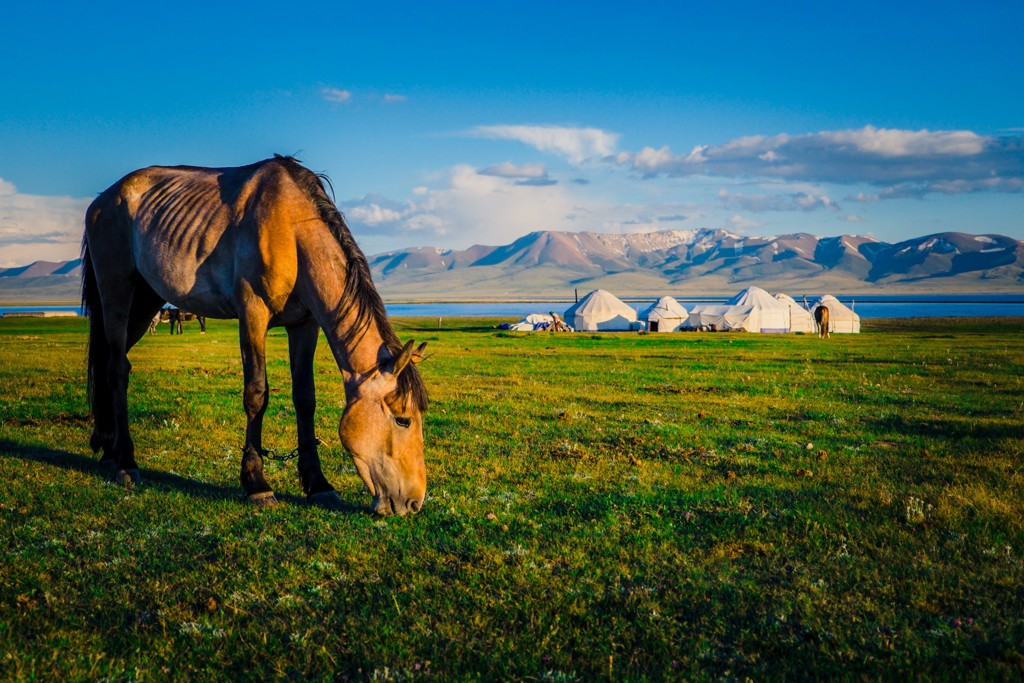 Grazend paard op groene steppe bij yurtkamp en bergen in Kirgistan.