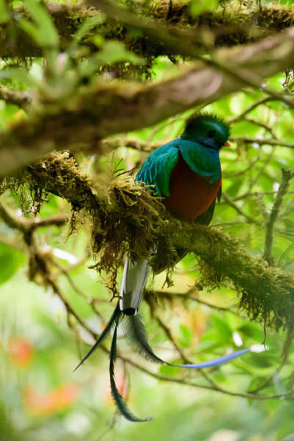 Quetzal in het regenwoud van Costa Rica, zittend op een met mos begroeide tak.