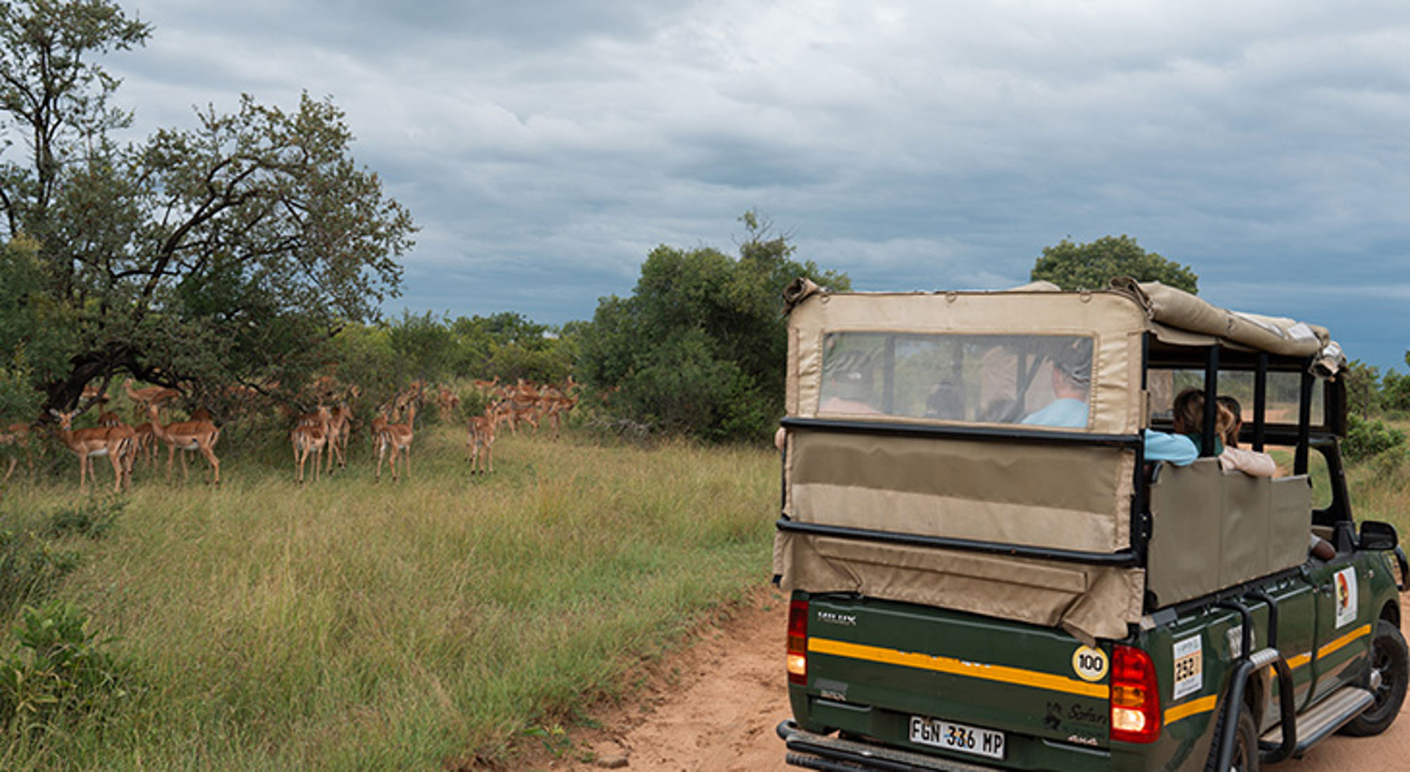 Gamedrive met impala's in Krugerpark Safari-jeep met toeristen die een kudde impala’s spotten in een wildpark in Zuid-Afrika.