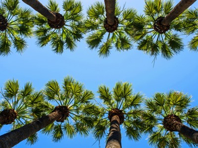 Palmbomen tegen een strakblauwe lucht tijdens een familiereis in Griekenland.