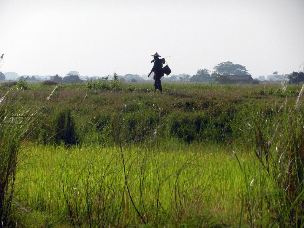 Boer met hoed loopt door groene rijstvelden in Myanmar tijdens groepsrondreis Myanmar hoogtepunten.