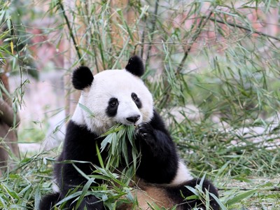 Reuzenpanda die bamboe eet tijdens Route China, 32 dagen.