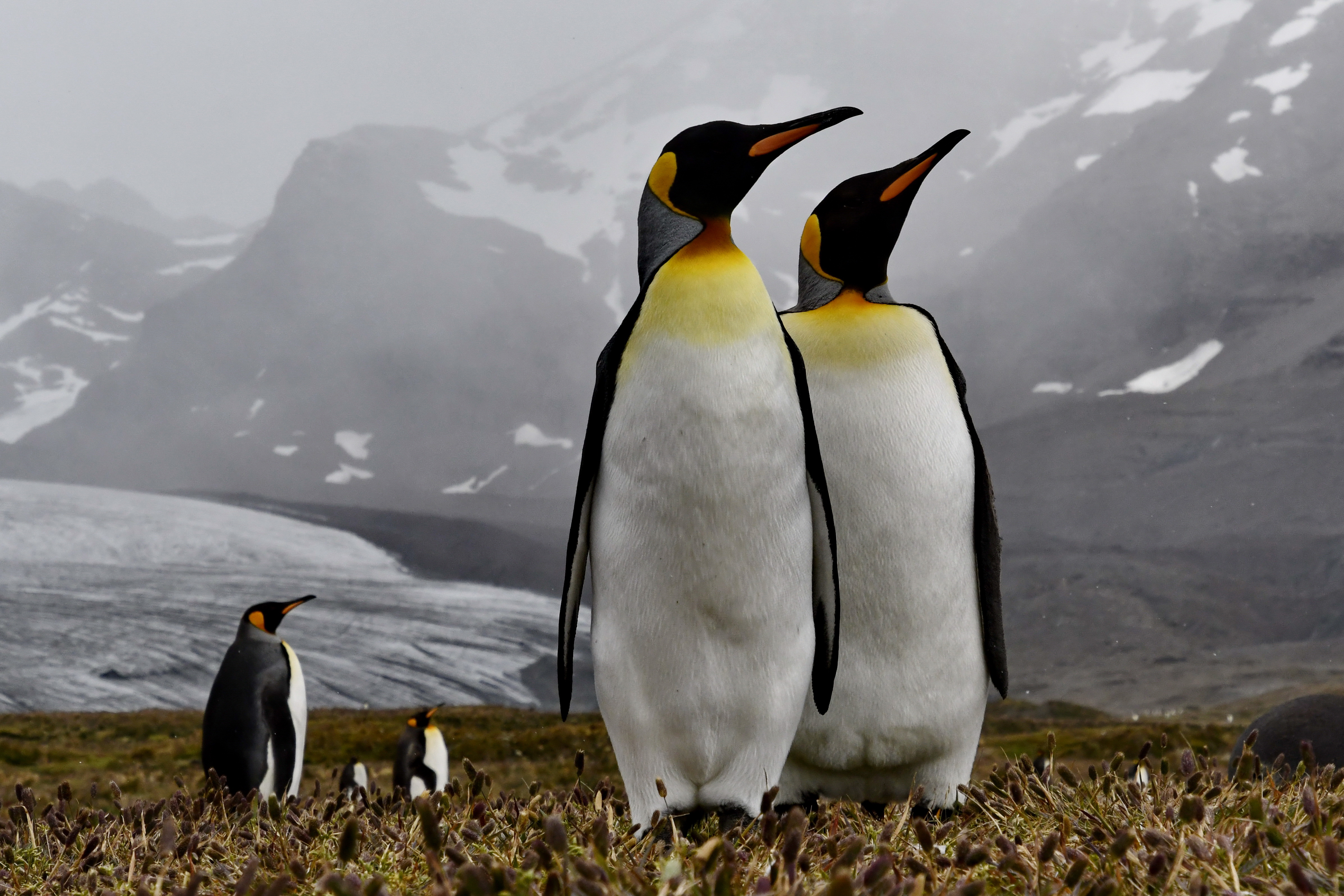 Winnaar wildlife fotowedstrijd 2025
